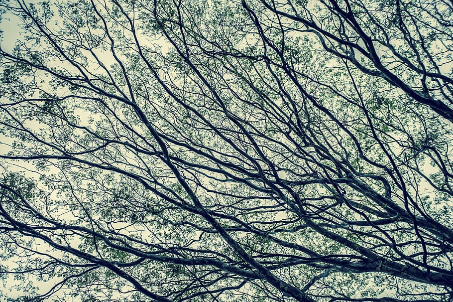 nature, landscape, trees, leaves, autumn, plant, branch, low angle view HD wallpaper