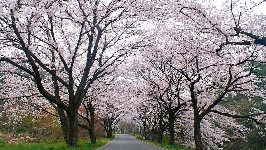 klitschko, whether or not, tree, plant, road, bare tree, the way forward HD wallpaper