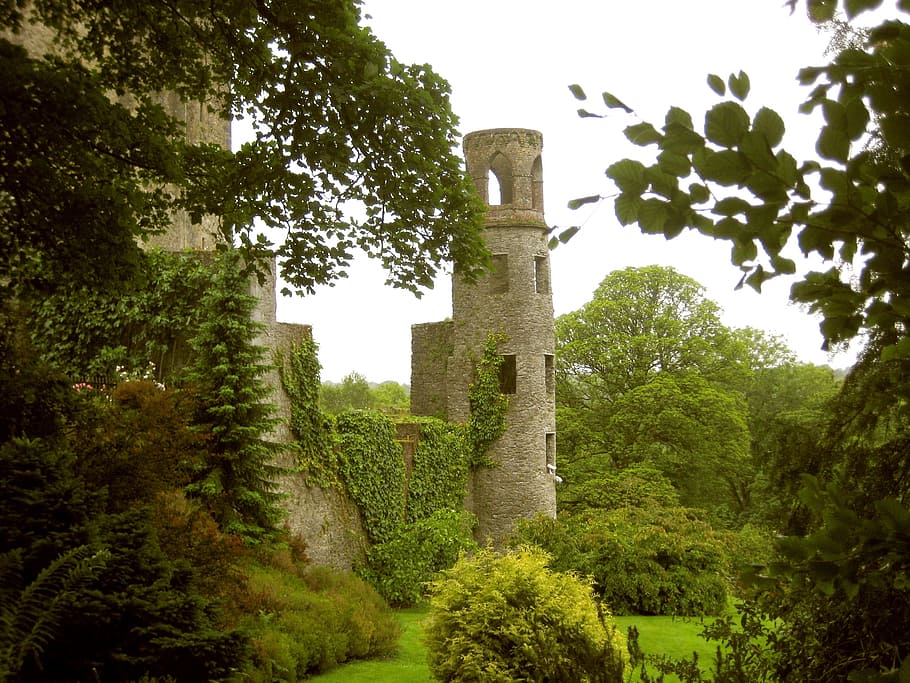 green leafed tree, ireland, blarney castle, cork, stone, medieval, HD wallpaper