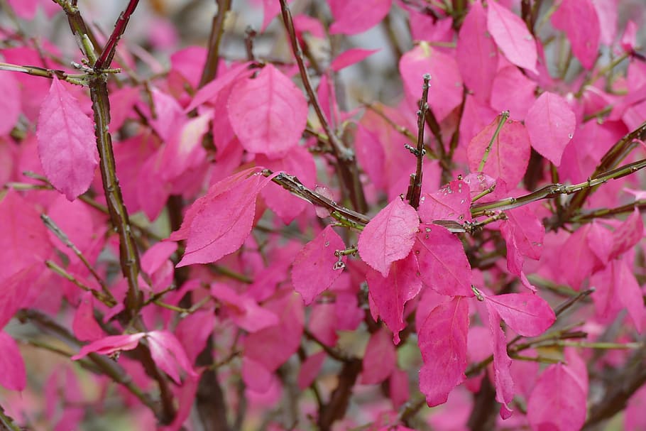 pink, fall, leaves, autumn, nature, bush, plant, pink color HD wallpaper