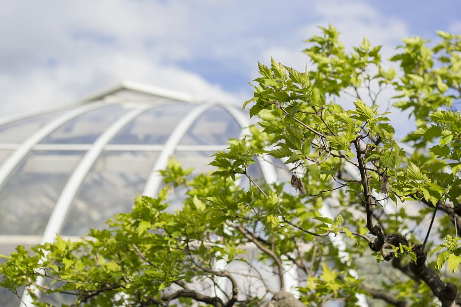 blur, branches, close-up, dome, glass panels, leaves, outdoor HD wallpaper