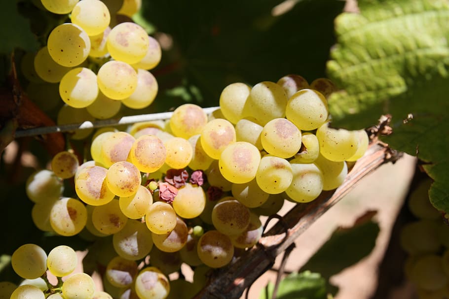 grapes, wine, vineyard, drink, winery, alcohol, cluster, fruit HD wallpaper