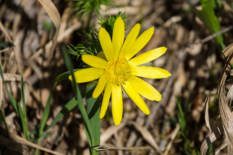Blossom, Bloom, Yellow, Close, flower, nature, petal, plant HD wallpaper