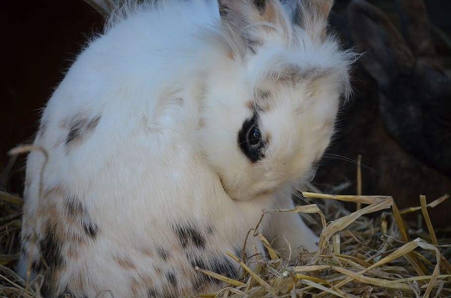Hare, White, Rabbit, Pet, Close, one animal, animal themes HD wallpaper