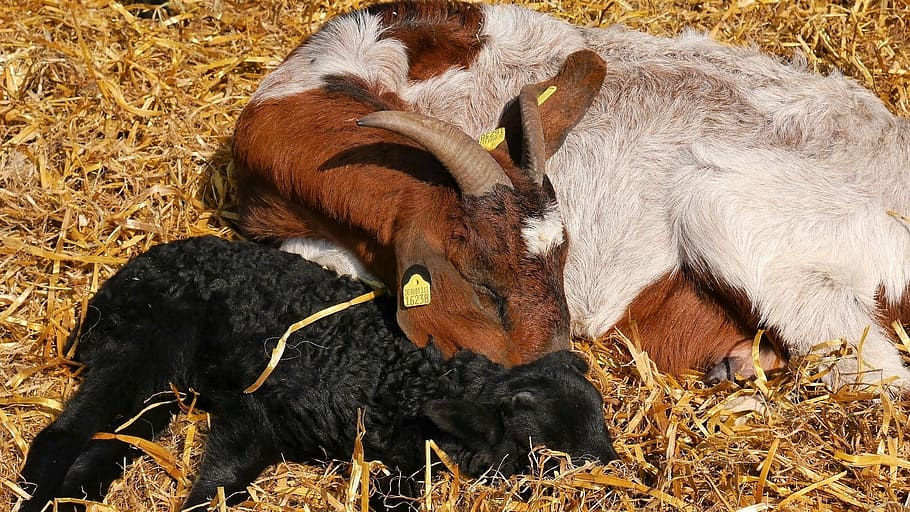 lambs, easter, heidschnucken, lüneburg heath, animal, country life HD wallpaper