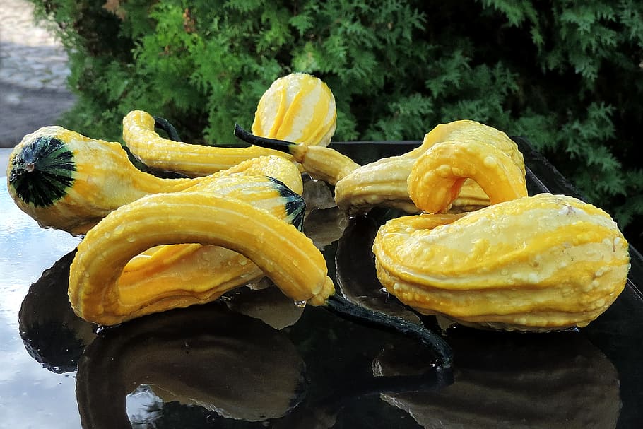 Pumpkins, Yellow, Drip, Water, drop of water, wet, decoration HD wallpaper