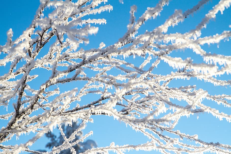finland, snow, branch, winter, trees, cold, lapland, cold temperature, HD wallpaper