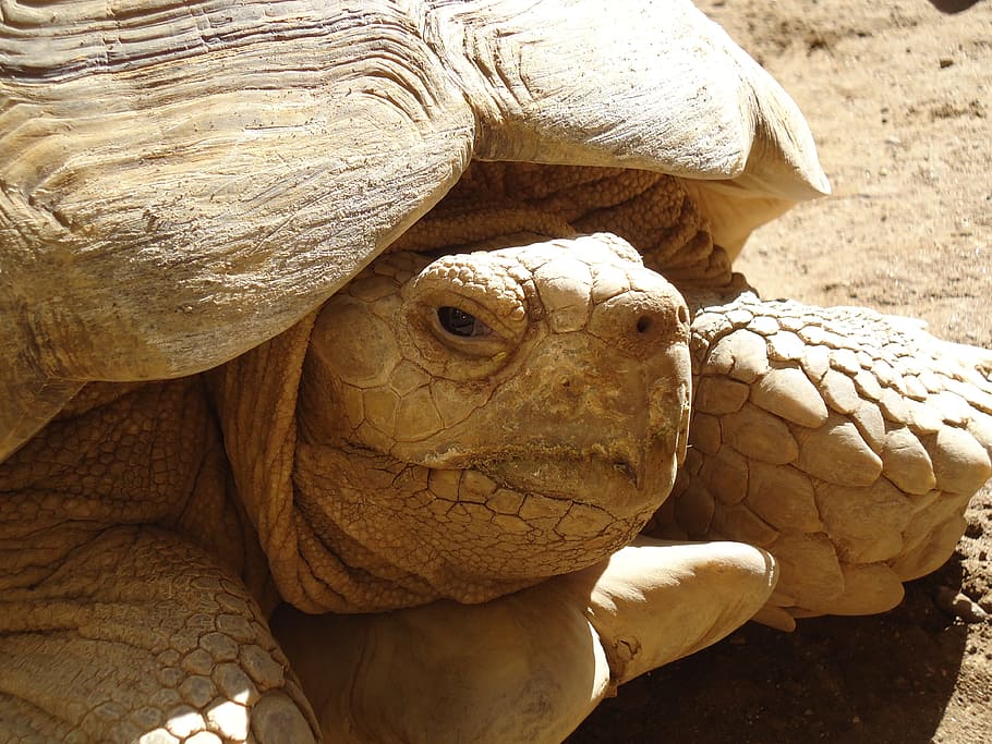 turtle, brown, aquatic, animal themes, animal wildlife, reptile HD wallpaper