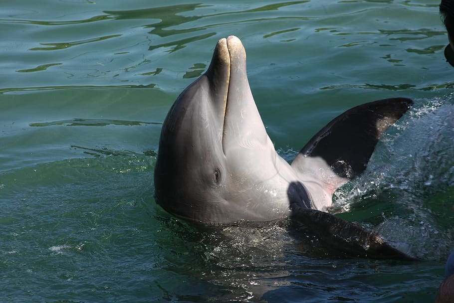dolphin-marine-life-nature-wildlife.jpg