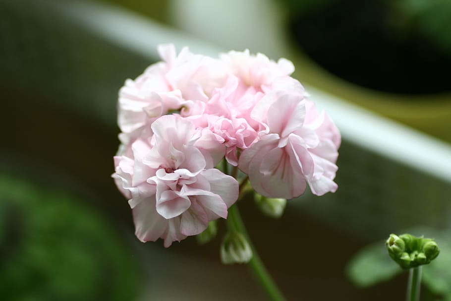 geranium, flowers, flowering plant, pink color, freshness, beauty in nature HD wallpaper