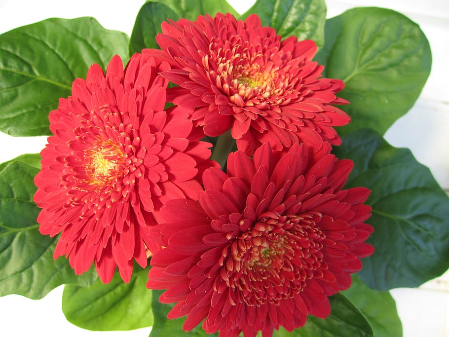 gerbera, flower, blossom, bloom, red, garden, flowering plant HD wallpaper