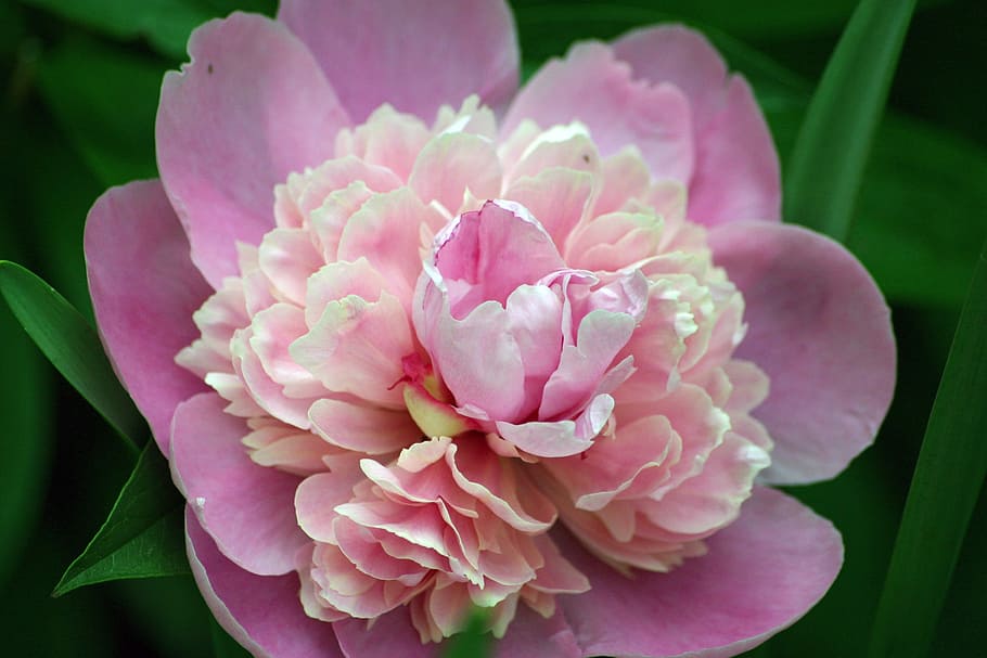 pink flower, peony, bloom, spring, summer, round, lush, nature, HD wallpaper