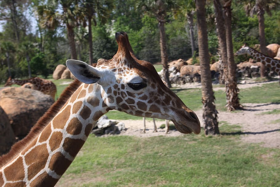 long, zoo, tall, animal themes, animal wildlife, giraffe, animals in the wild HD wallpaper