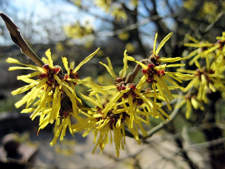 spring, witch hazel, blossom, bloom, sunshine, spring awakening HD wallpaper