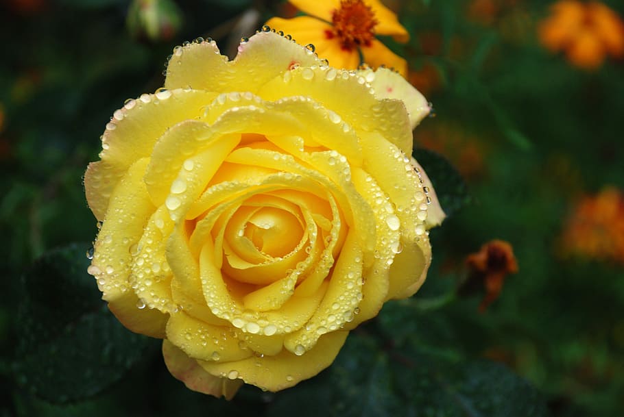 closeup photo of yellow rose flower, bouquet, leaf, nature HD wallpaper