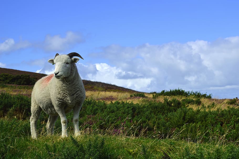 sky, field, summer, farm, grass, spring, england, sheep, one animal HD wallpaper