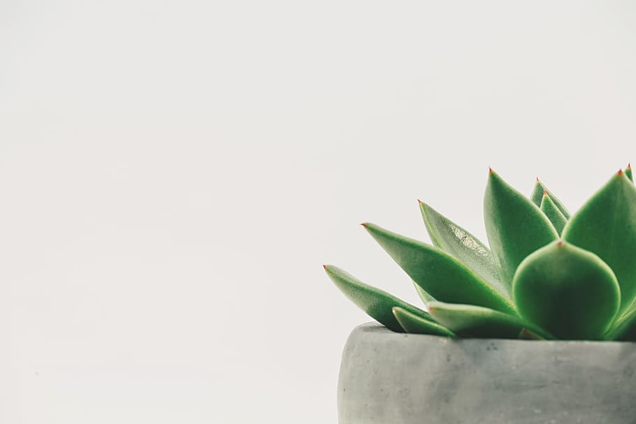 green plant, green succulent on gray pot, Potted, botanical, minimalist