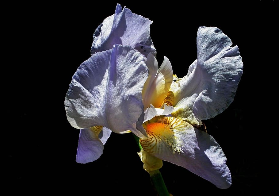 nature, flower, iris, plant, beautiful, blue, a garden plant HD wallpaper
