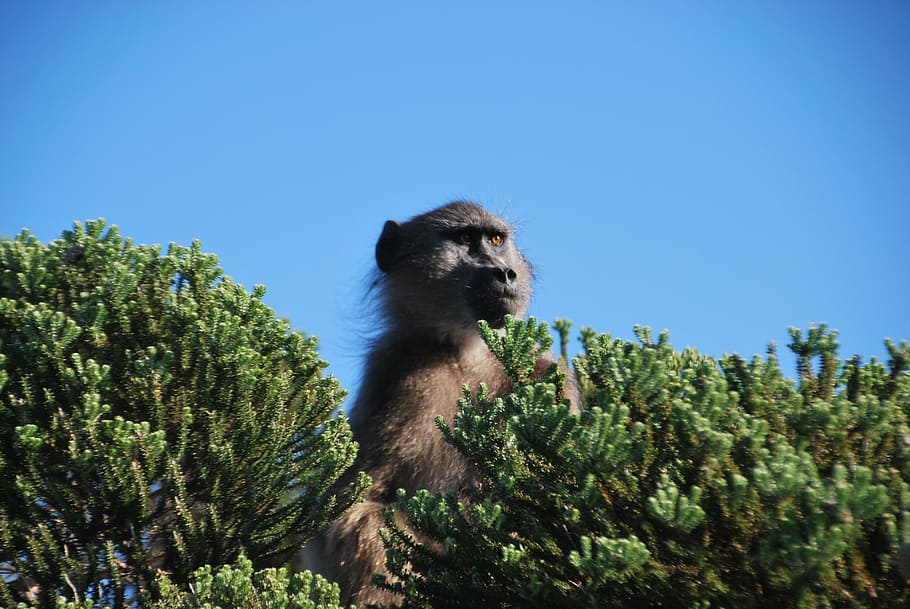 baboon, monkeys, mammals, wildlife, animal, primate, nature HD wallpaper