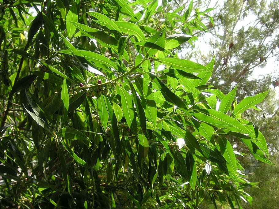 shrub, greenery, leaves, foliage, vegetation, plant, growth HD wallpaper