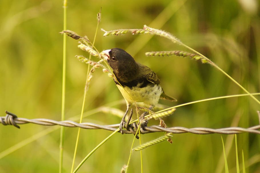 Birds, Armenia, Quindio, Nature, colombia, one animal, animal wildlife, HD wallpaper