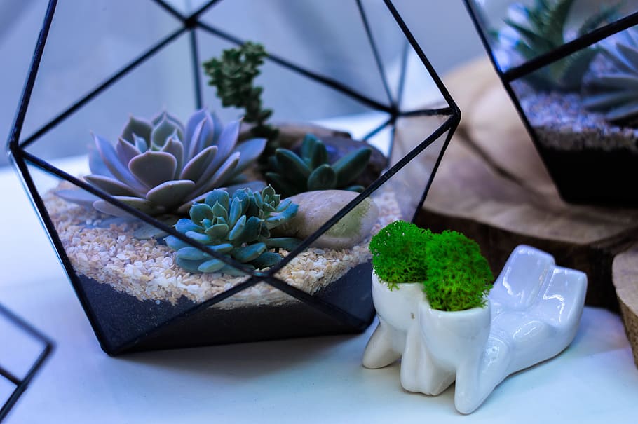 flower, interior, plant, no people, indoors, close-up, nature HD wallpaper