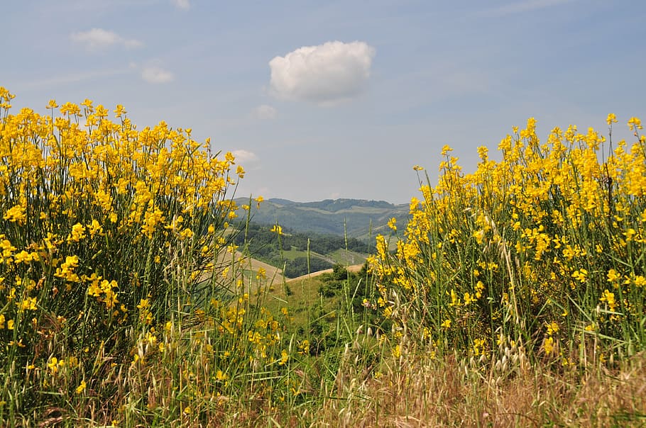 broom, sky, landscape, cloud, nature, campaign, mountains, green HD wallpaper