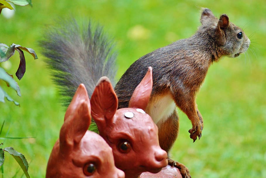 squirrel, nager, rodent, cute, nature, cheeky, animal, garden HD wallpaper