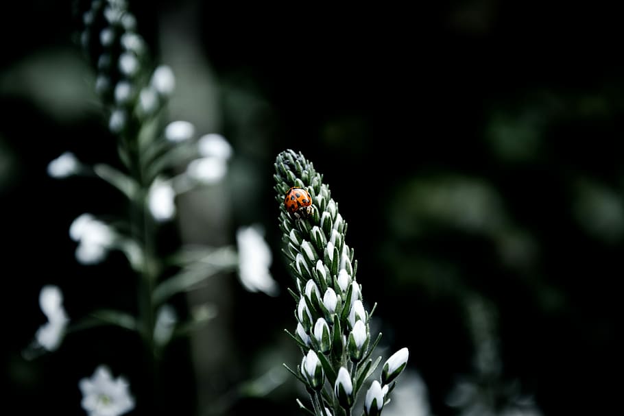 ladybug on white flowers, red ladybug on flower selective color photography HD wallpaper