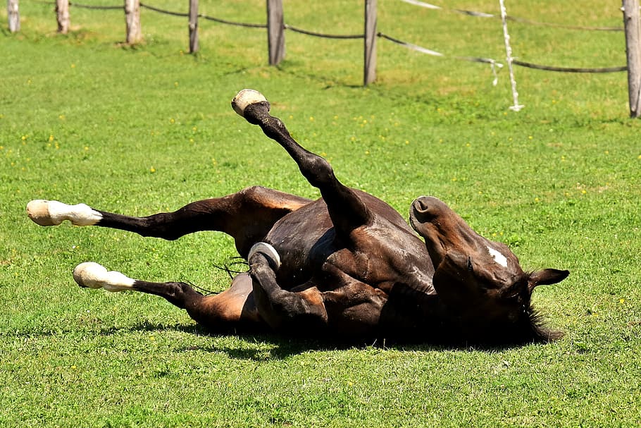 horse lying on grass field, coupling, left out, play, rolling HD wallpaper
