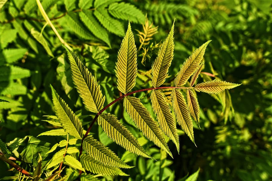 close-up photography of green leafed plant, twig, foliage, branch HD wallpaper