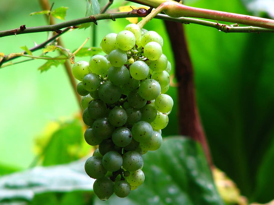 wine, grape, vine, grapes, winegrowing, green, green grapes HD wallpaper
