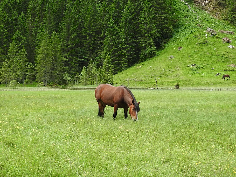 austria, mountains, meadow, forest, nature, landscape, salzburg HD wallpaper
