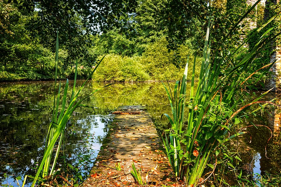 brown wooden river dock during daytime, nature, lake, pond HD wallpaper