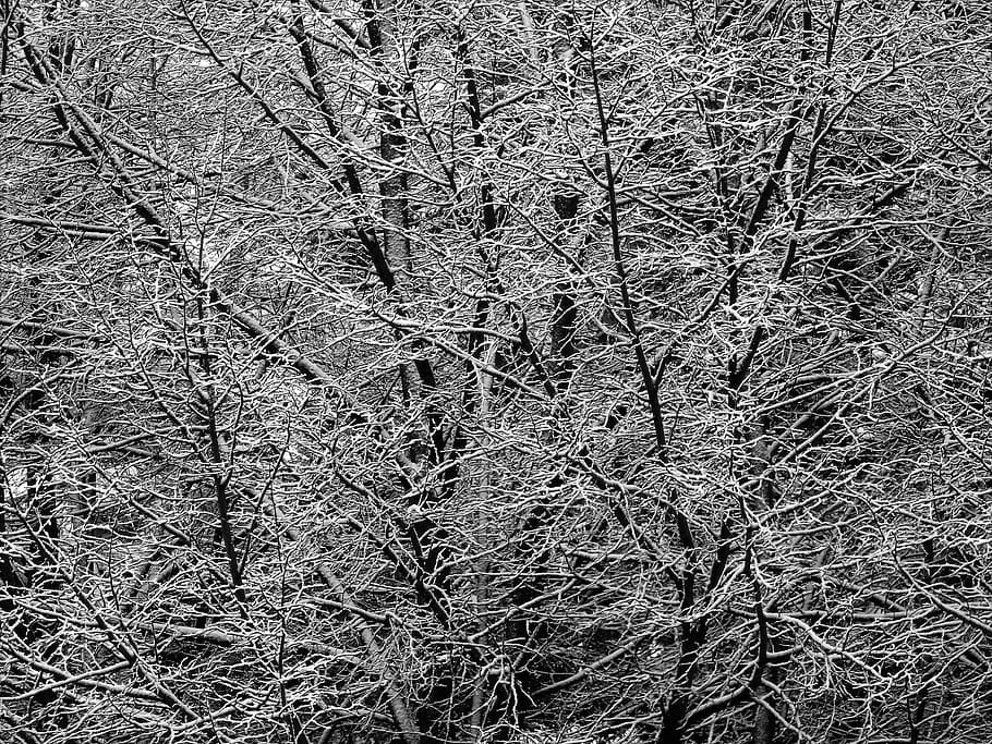 tree, ice, cold, frost, snow, frozen, icicle, pattern, crystal HD wallpaper