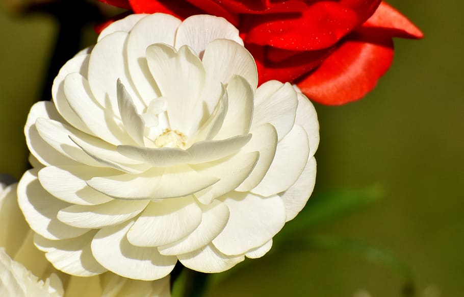 close-up photo of two white and red flowers in bloom, ranunculus HD wallpaper