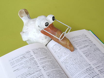 white and brown seagull figurine, school, book, know, study HD wallpaper