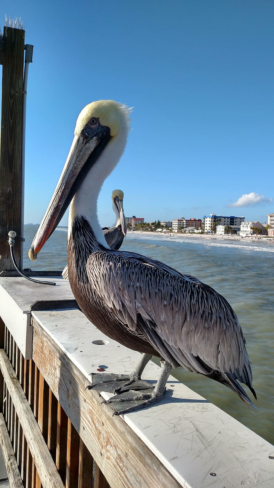 pelican, beach, summer, vertebrate, bird, animal, animal themes HD wallpaper