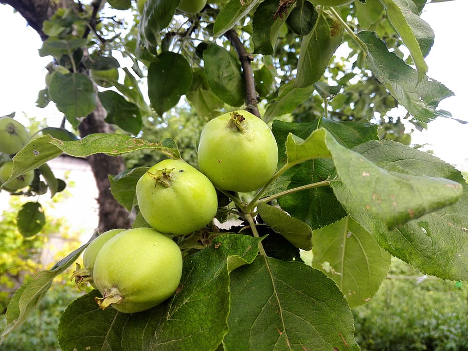 apple tree, apples, summer, garden, green apple, food, nature HD wallpaper