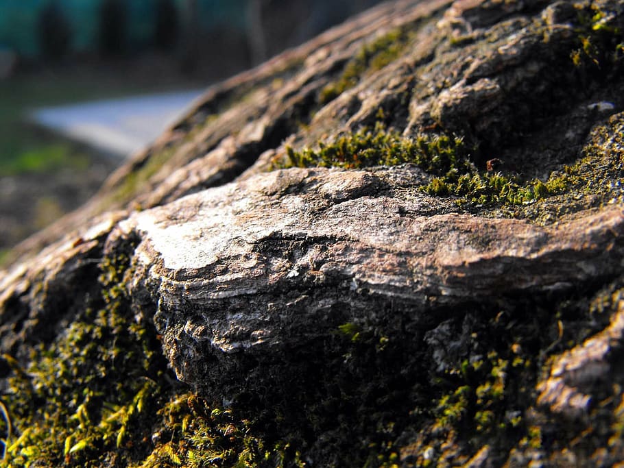 bark, tribe, tree, moss, nature, close-up, textured, plant HD wallpaper