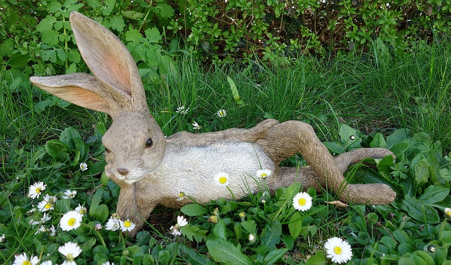 easter bunny, green, meadow, spring, hare, grass, frühlingsanfang HD wallpaper