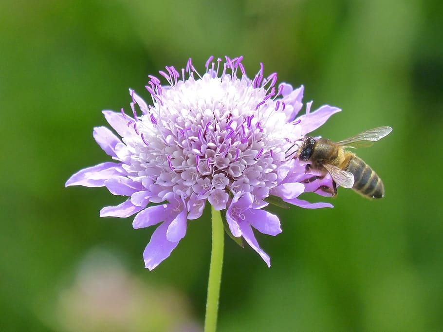 Flower, Bee, Spring, libar, apis melifera, purple, insect, one animal HD wallpaper