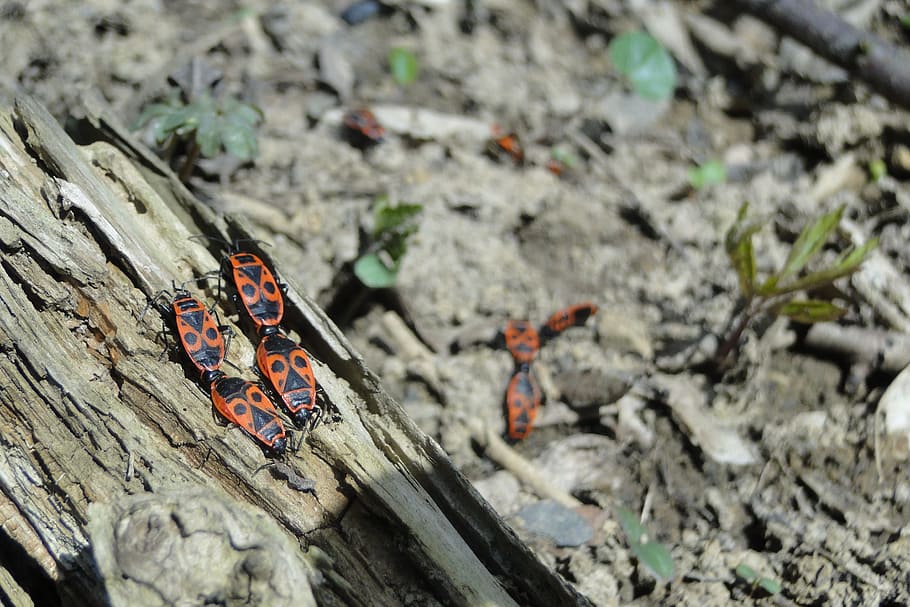 fire bug, beetle, insect, nature, animal world, spring, many HD wallpaper