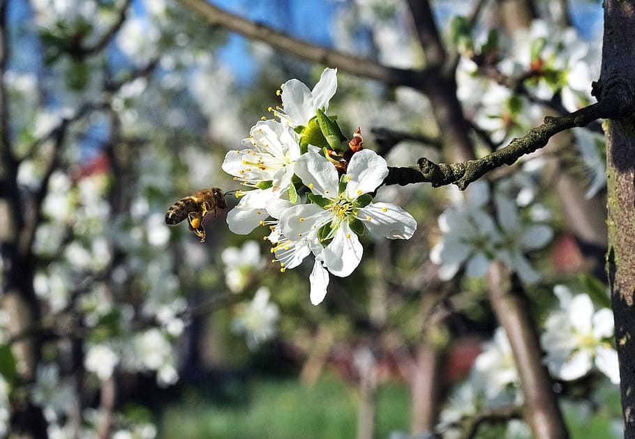 bee, pollination, flower, plum, garden, insect, pollen, work HD wallpaper