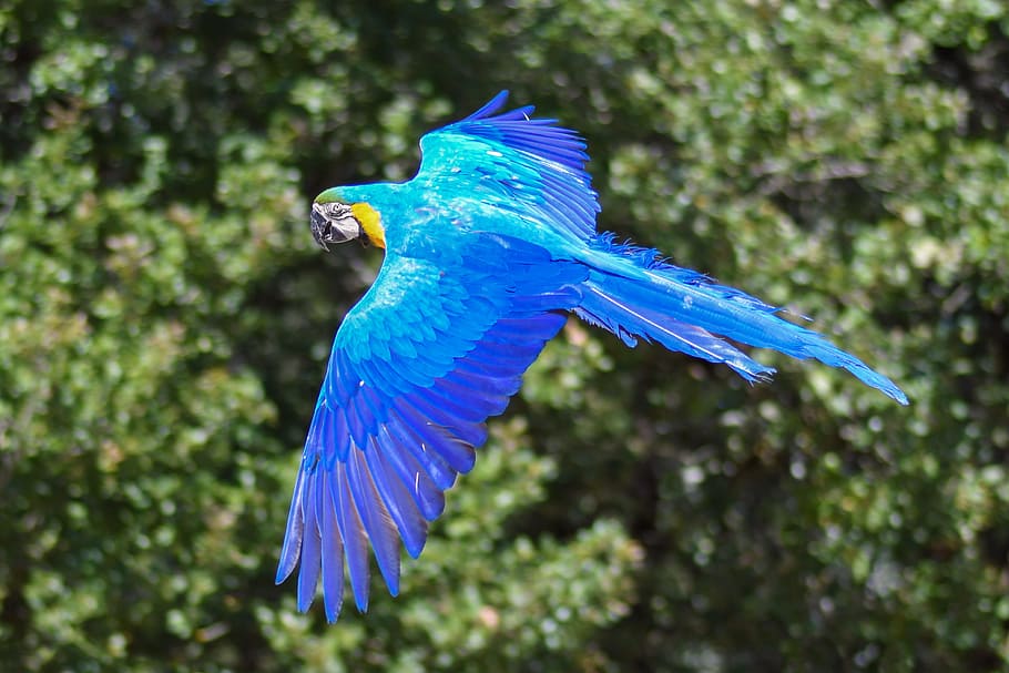selective focus photography of soaring blue macaw, parrot, fly, HD wallpaper