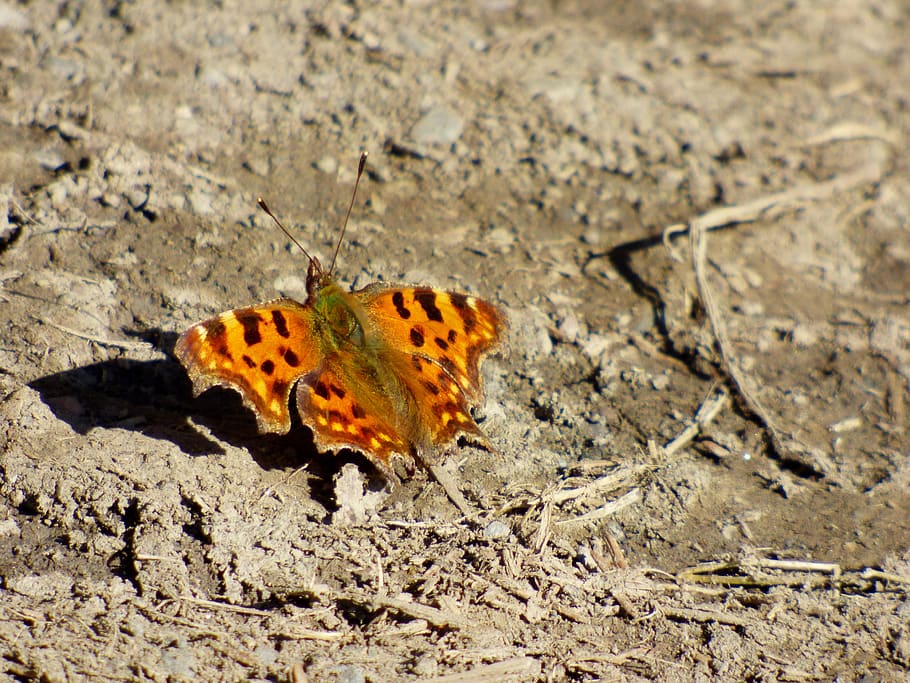 butterfly, comma butterfly, shadow, bug, nature, animal wildlife HD wallpaper