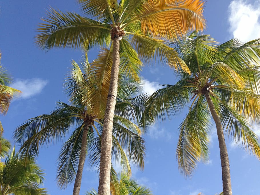 Palm, Holiday, Light, sky, summer, exotic, cloud, guadeloupe, HD wallpaper