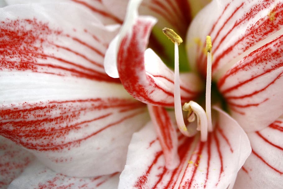 flower, red, white, nature, plant, summer, flora, close-up HD wallpaper