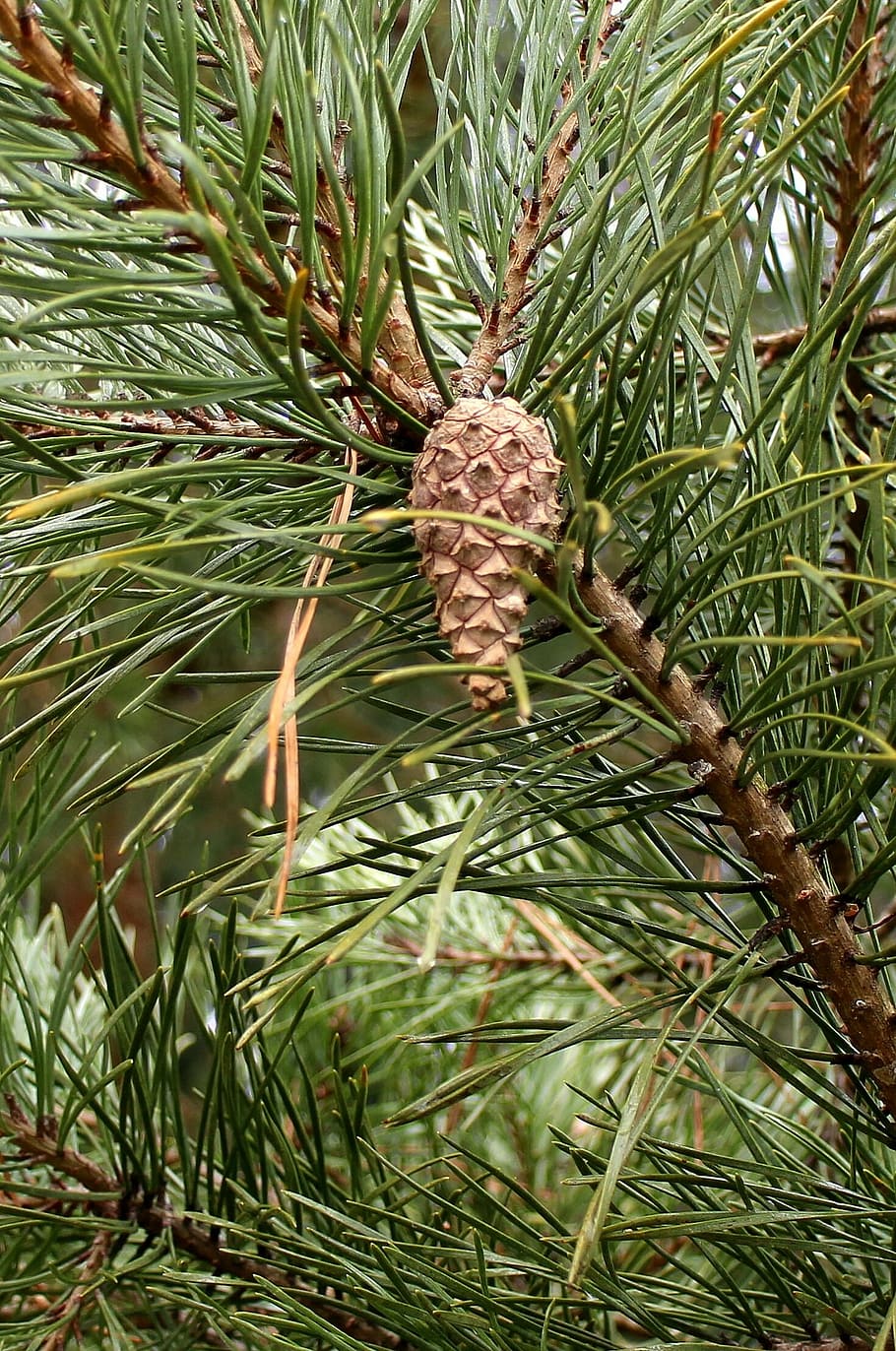 pine, needles, pine needles, tap, pine cones, branch, wood HD wallpaper