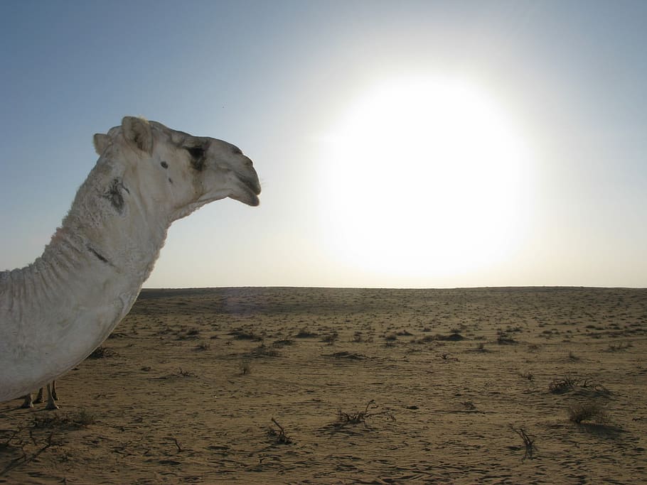 Saudi Arabia, Desert, Camel, one animal, nature, outdoors, arid climate HD wallpaper